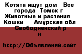 Котята ищут дом - Все города, Томск г. Животные и растения » Кошки   . Амурская обл.,Свободненский р-н